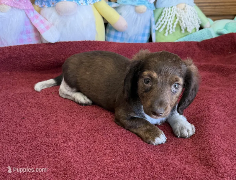 Deacon – Dachshund puppy for sale in Gaffney, SC