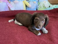 Deacon, a male Dachshund for sale in Gaffney, SC – Photo 1 of 4