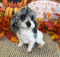 Buttons, a male Cockapoo for sale in Gaffney, SC – 2 of 5