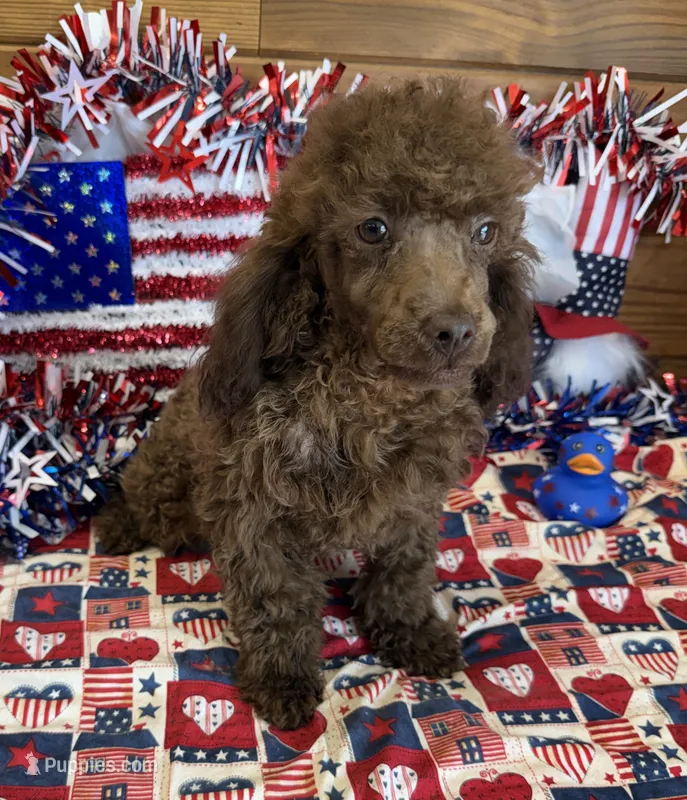 Hank – Poodle - Toy  puppy for sale in Gaffney, SC