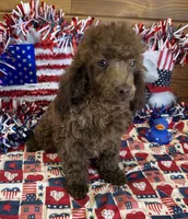 Hank, a male Poodle - Toy  for sale in Gaffney, SC – 1 of 4