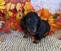 Katie, a female Miniature Dachshund for sale in Gaffney, SC – 2 of 3