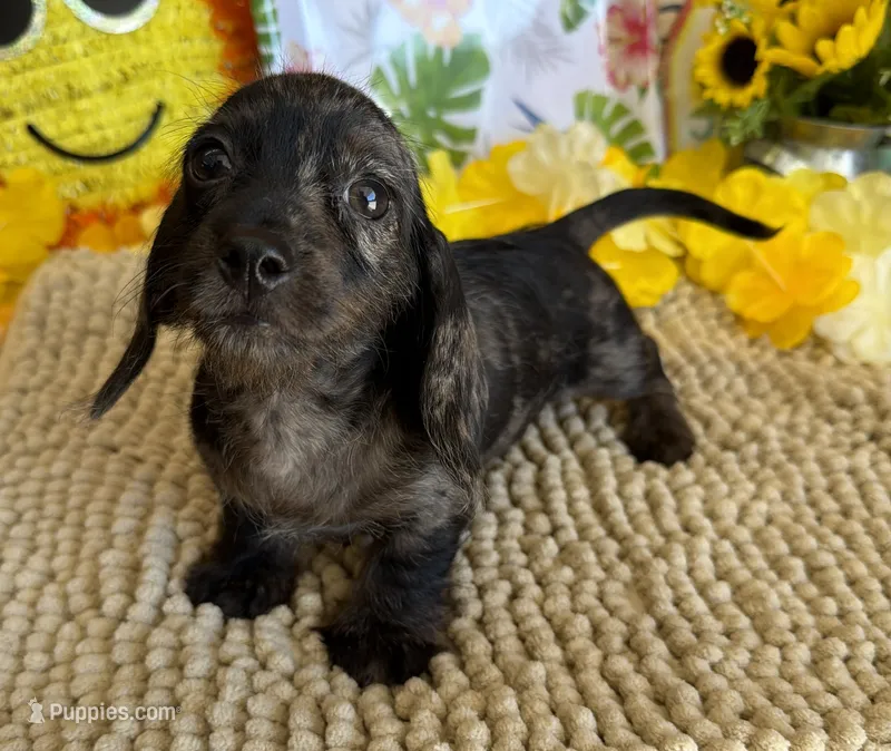 Speckles Wire Girl – Miniature Dachshund puppy for sale in Gaffney, SC