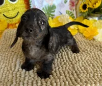 Speckles Wire Girl, a female Miniature Dachshund for sale in Gaffney, SC – 4 of 6