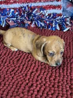 Hold- Tony, a female Miniature Dachshund for sale in Gaffney, SC – 2 of 3