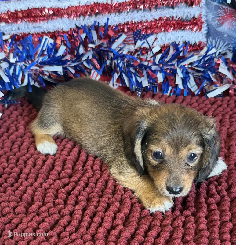 Jack – Miniature Dachshund puppy for sale in Gaffney, SC