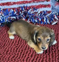 Hold- Arlayna, a male Miniature Dachshund for sale in Gaffney, SC – 1 of 3