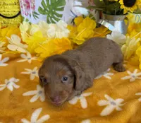 Ripple, a female Miniature Dachshund for sale in Gaffney, SC – 3 of 3