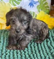 Scruffy, a male Miniature Dachshund for sale in Gaffney, SC – 3 of 4