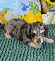 Rodney, a male Miniature Dachshund for sale in Gaffney, SC – 3 of 3