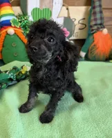 Tiny, a female Poodle - Toy  for sale in Gaffney, SC – Photo 3 of 3