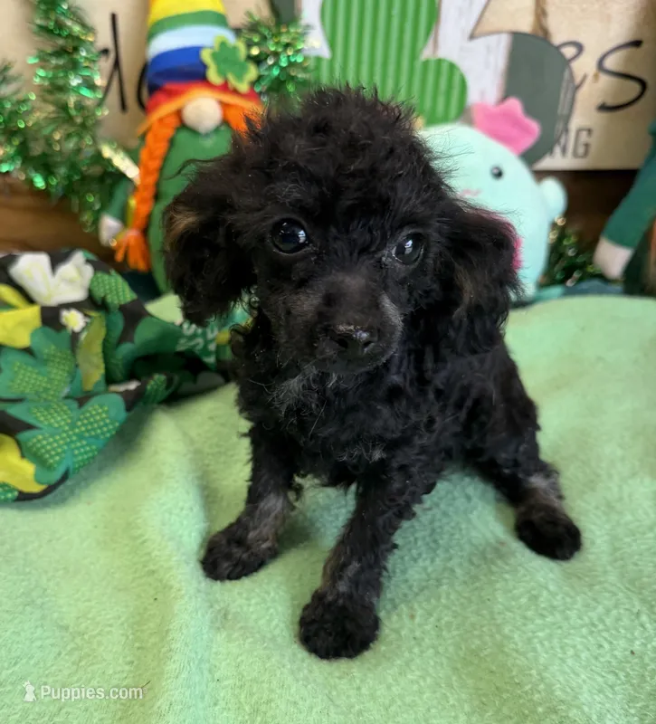 Tiny – Poodle - Toy  puppy for sale in Gaffney, SC