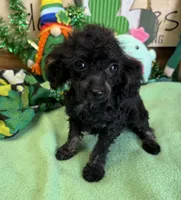 Tiny, a female Poodle - Toy  for sale in Gaffney, SC – Photo 1 of 3