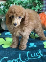 Flannigan, a male Poodle - Toy  for sale in Gaffney, SC – Photo 3 of 3