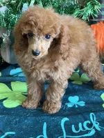 Flannigan, a male Poodle - Toy  for sale in Gaffney, SC – Photo 2 of 3