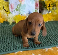 Reba 1, a female Miniature Dachshund for sale in Gaffney, SC – 4 of 8