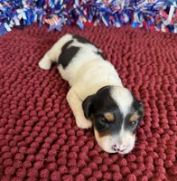 Panda, a male Miniature Dachshund for sale in Gaffney, SC – 3 of 3