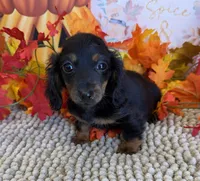 Katie, a female Miniature Dachshund for sale in Gaffney, SC – 3 of 3