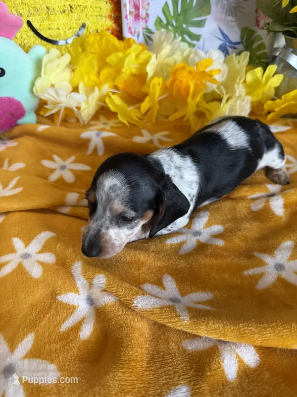 Tigger – Miniature Dachshund puppy for sale in Gaffney, SC