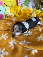 Tigger, a male Miniature Dachshund for sale in Gaffney, SC – 1 of 4