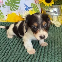 Oliver, a male Miniature Dachshund for sale in Gaffney, SC – 2 of 3