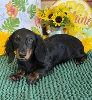 Gabe, a male Miniature Dachshund for sale in Gaffney, SC – 2 of 3