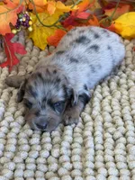 Slinky, a male Miniature Dachshund for sale in Gaffney, SC – 3 of 3