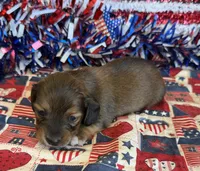 Jack, a male Miniature Dachshund for sale in Gaffney, SC – 1 of 3
