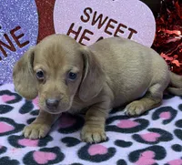 Pedro, a male Miniature Dachshund for sale in Gaffney, SC – Photo 4 of 4