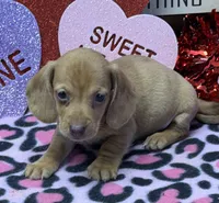 Pedro, a male Miniature Dachshund for sale in Gaffney, SC – Photo 3 of 4