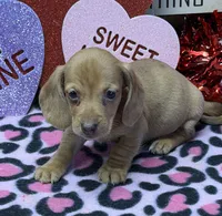 Pedro, a male Miniature Dachshund for sale in Gaffney, SC – Photo 1 of 4