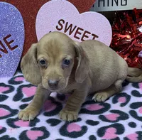 Pedro, a male Miniature Dachshund for sale in Gaffney, SC – Photo 2 of 4