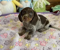 Ticker, a male Miniature Dachshund for sale in Gaffney, SC – Photo 3 of 3
