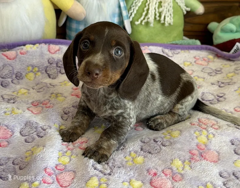 Ticker – Miniature Dachshund puppy for sale in Gaffney, SC