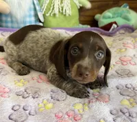 Ticker, a male Miniature Dachshund for sale in Gaffney, SC – Photo 2 of 3