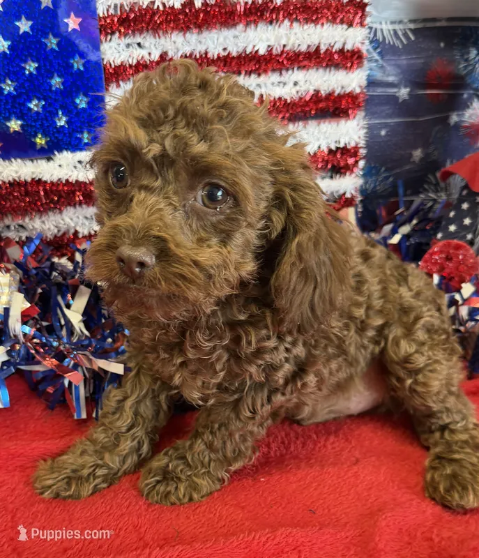 Nugget – Cockapoo puppy for sale in Gaffney, SC