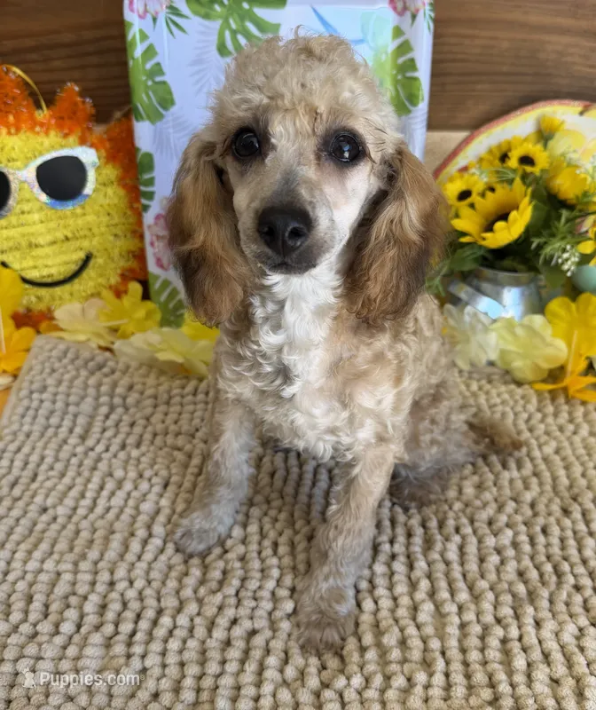 Trudy – Poodle - Toy  puppy for sale in Gaffney, SC