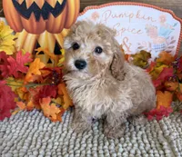 Honey, a female Cavapoo for sale in Gaffney, SC – 2 of 3