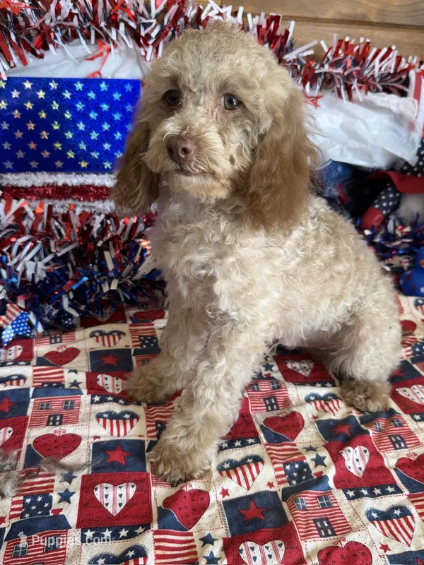 Bear – Cockapoo puppy for sale in Gaffney, SC
