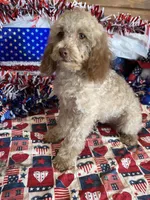 Bear, a male Cockapoo for sale in Gaffney, SC – 1 of 5