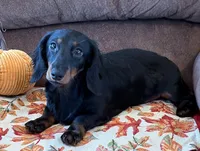Gabe, a male Miniature Dachshund for sale in Gaffney, SC – 2 of 5