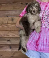 Jasmine, a female Miniature Labradoodle for sale in Gaffney, SC – 3 of 5