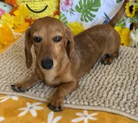 Ellis, a male Dachshund for sale in Gaffney, SC – 5 of 5