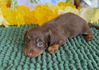 Polly, a female Miniature Dachshund for sale in Gaffney, SC – 3 of 3