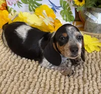 Tigger, a male Miniature Dachshund for sale in Gaffney, SC – 3 of 3