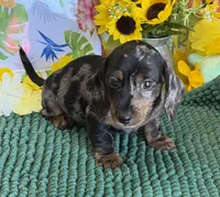 Speckles Wire, a male Miniature Dachshund for sale in Gaffney, SC – 3 of 4