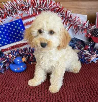Trixie, a female Cockapoo for sale in Gaffney, SC – 3 of 5