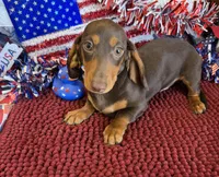 Earnie, a male Dachshund for sale in Gaffney, SC – 3 of 3