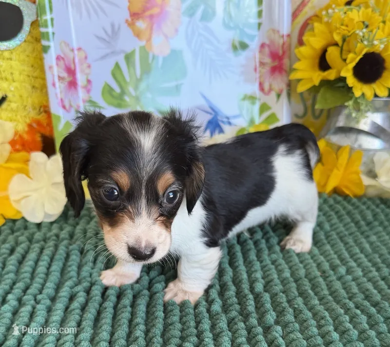 Oliver – Miniature Dachshund puppy for sale in Gaffney, SC