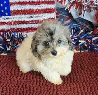 Buttons, a male Cockapoo for sale in Gaffney, SC – 4 of 4